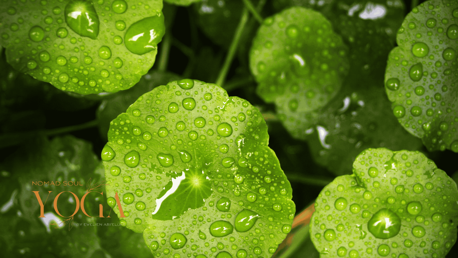 Gaëlla – de roep van het water